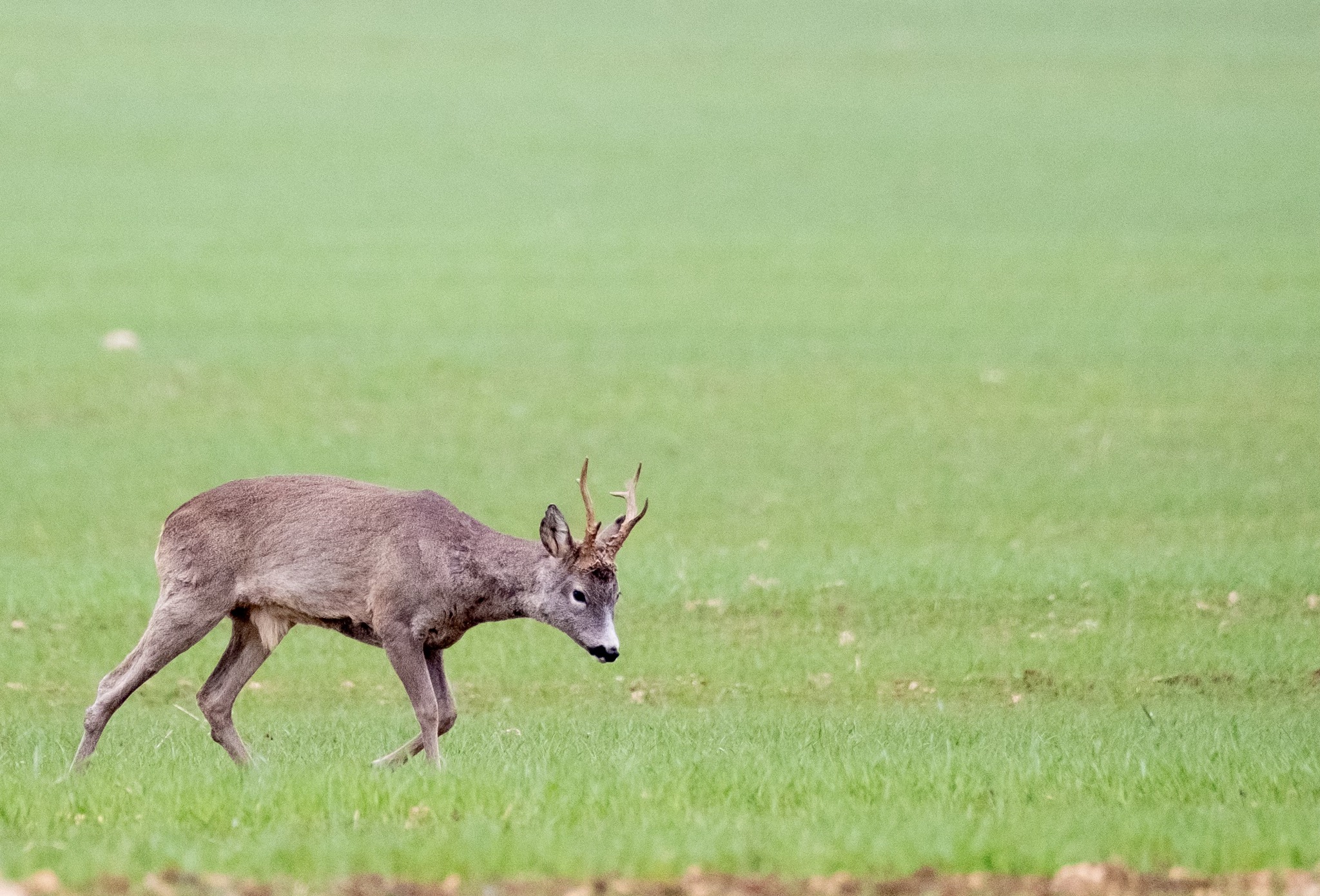 Őzbak vadászat üzekedésben